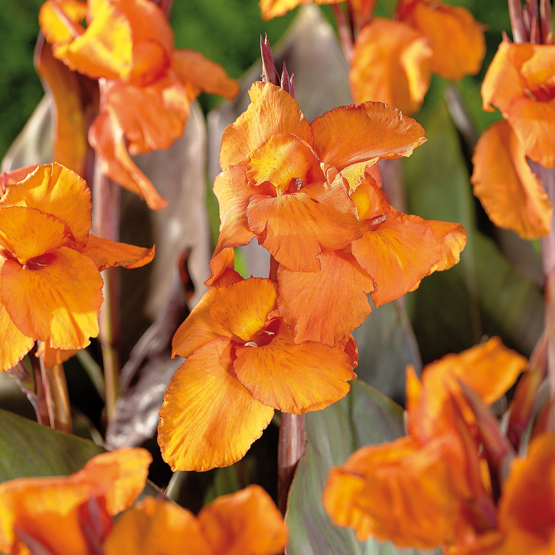 Canna ‘Liberte’