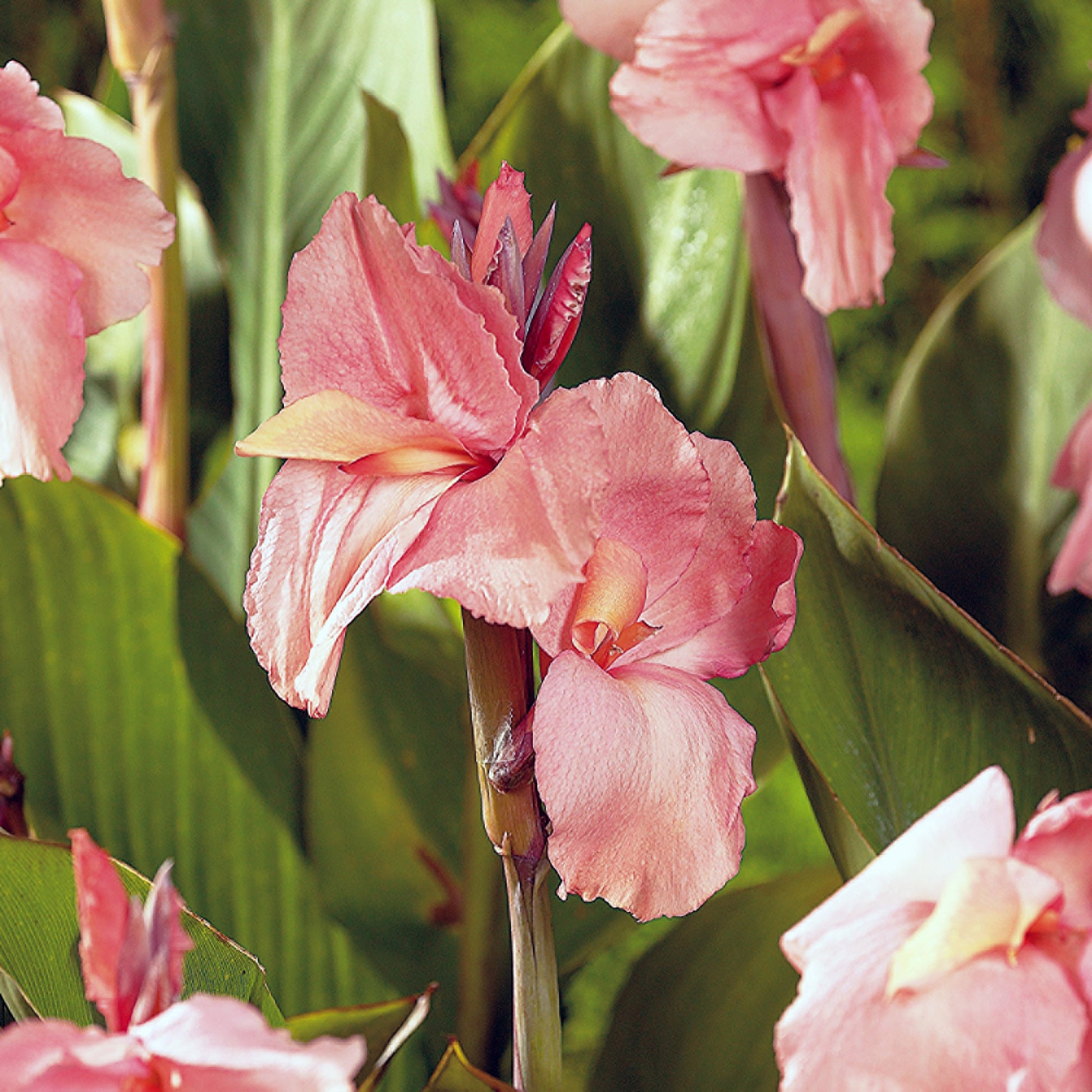 Canna ‘Oklahoma’