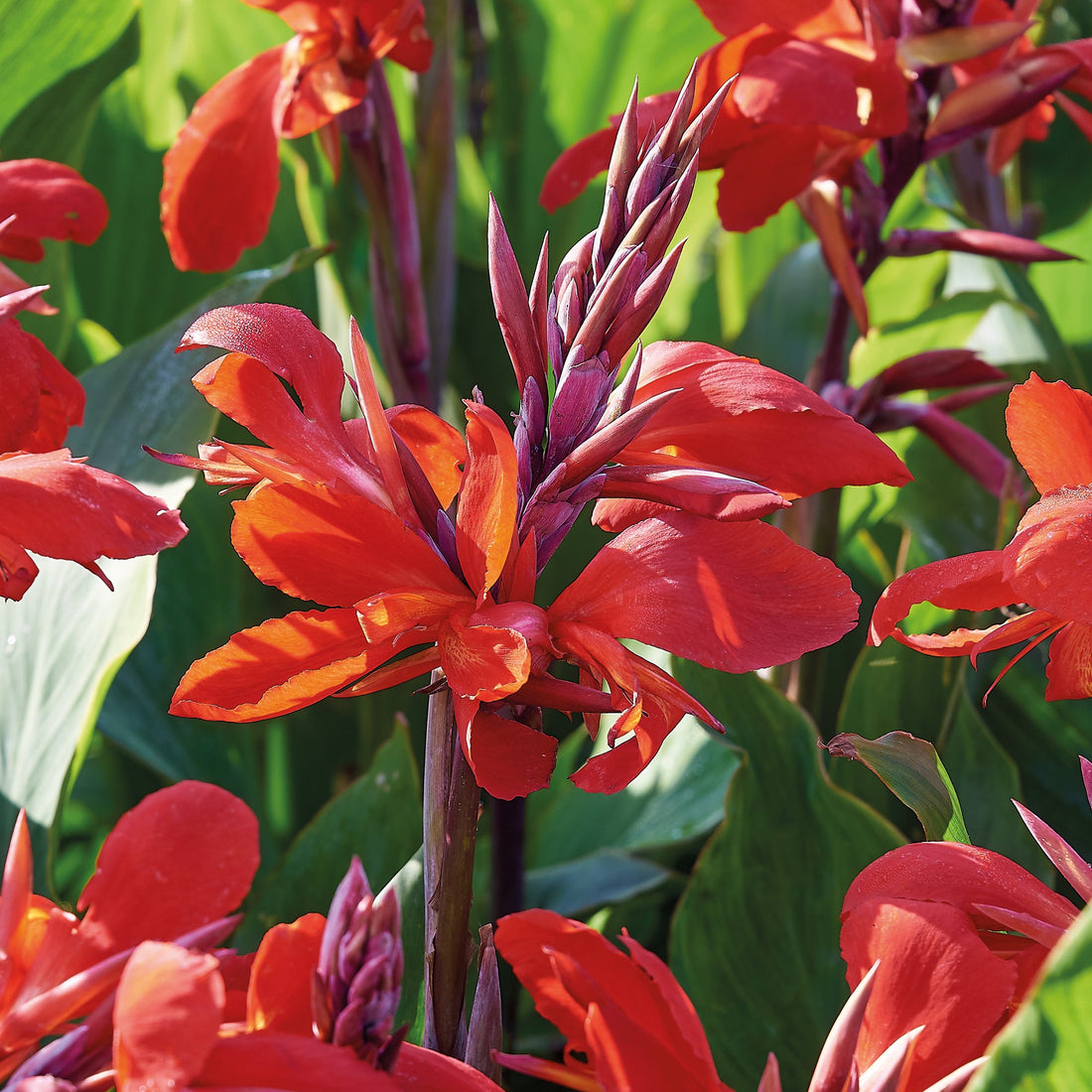 Canna 'Red King Humbert'