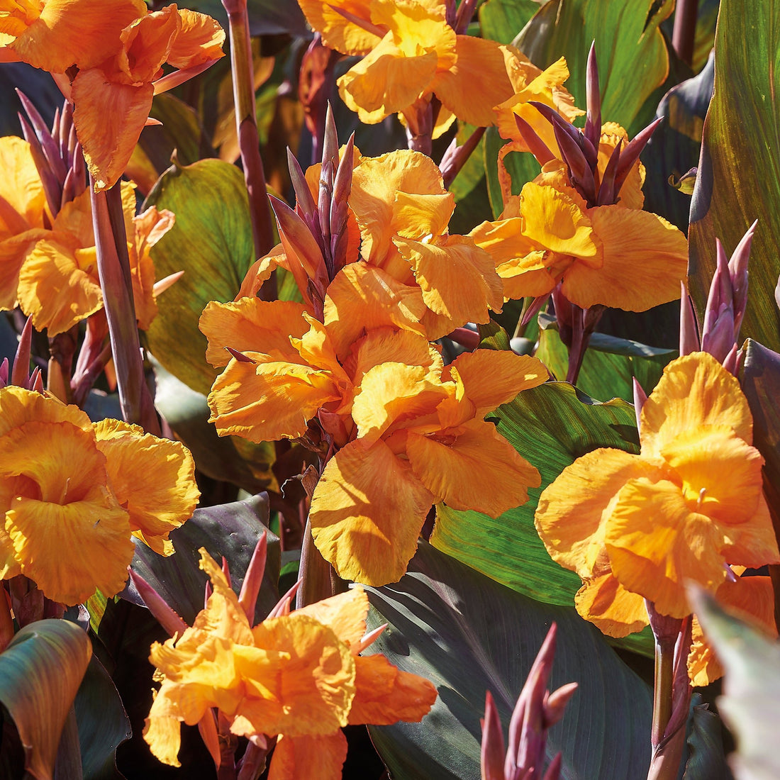 Canna 'Wyoming'