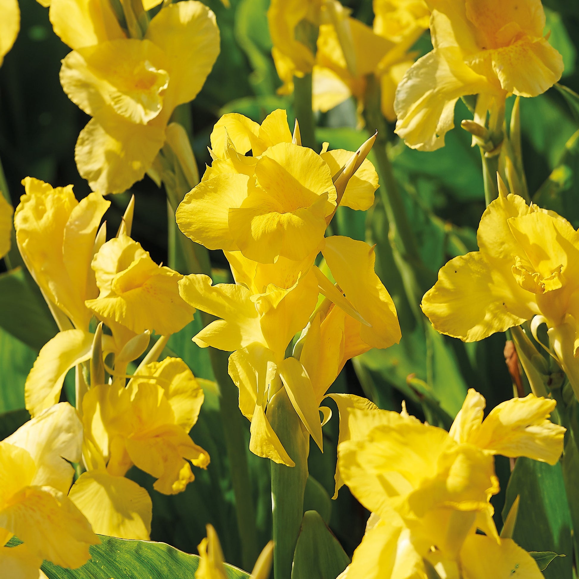 Canna ‘Yellow Futurity’