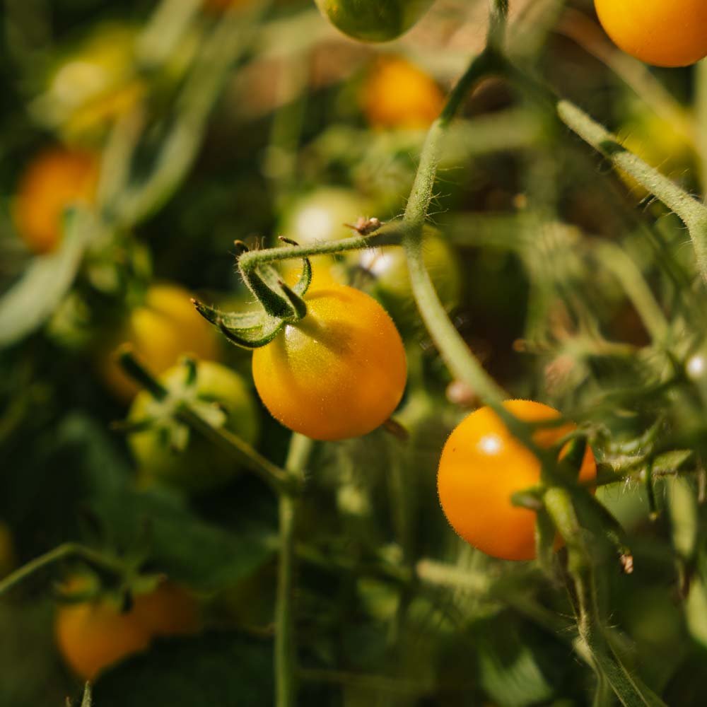 Cherrytomatfrø 'Yellow Clemetine' - 20 Økologiske Frø