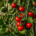 Cherrytomatfrø 'Zuckertraube' - 30 Økologiske Frø