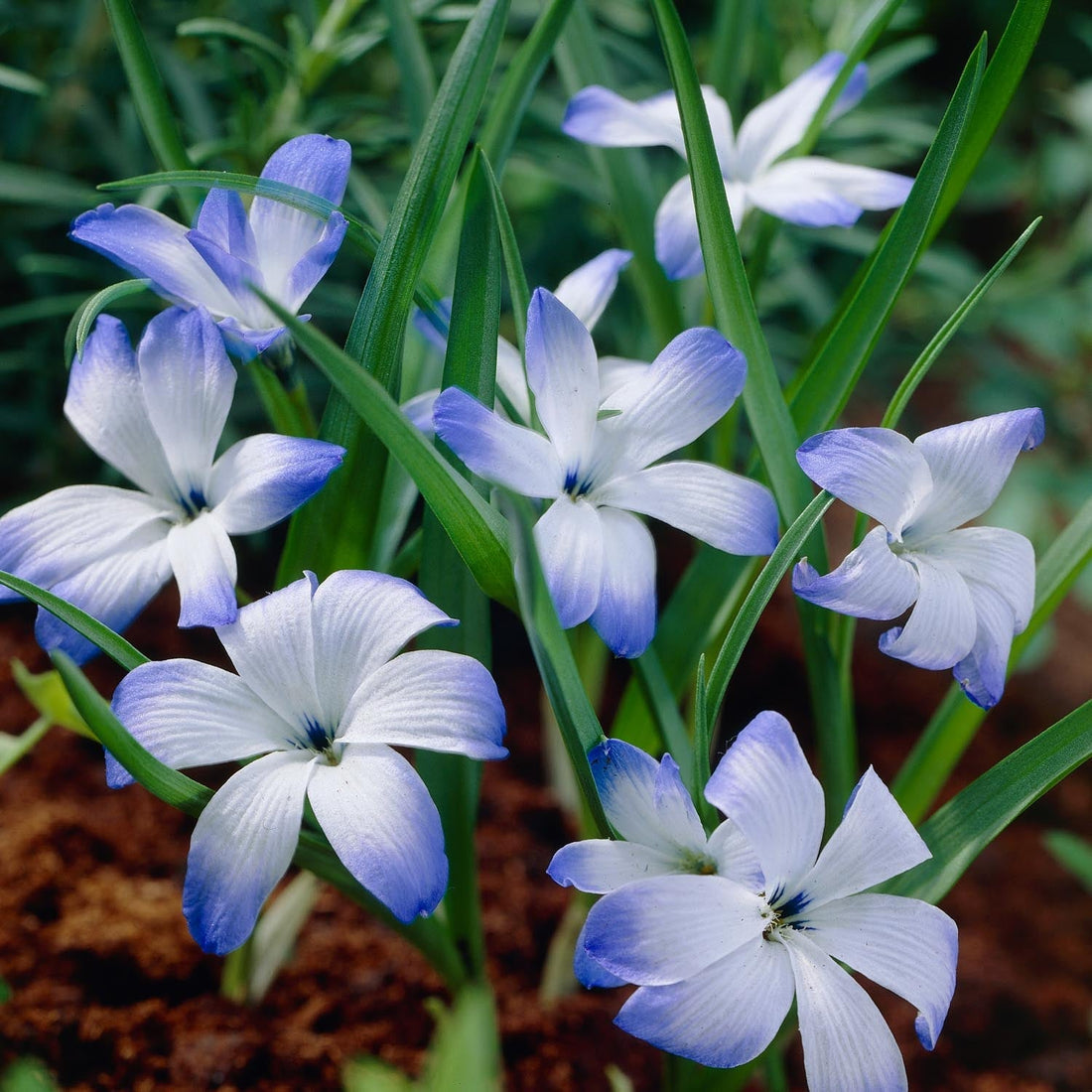 Chilekrokus, Tecophilaea 'Leichtlinii'