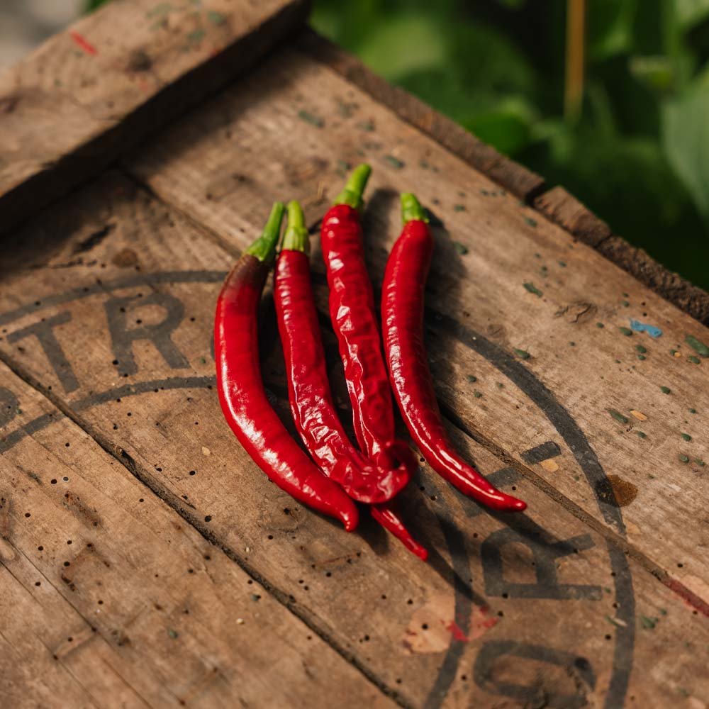 Chili frø 'Westlandse Lange Rode' - 25 Økologiske Frø