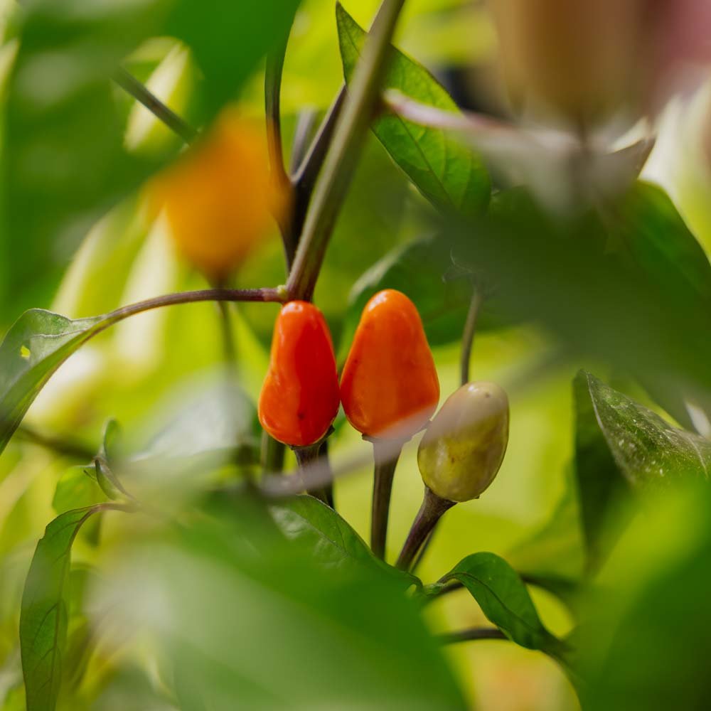 Chilifrø 'Lila luzi' - 5 Økologiske Frø