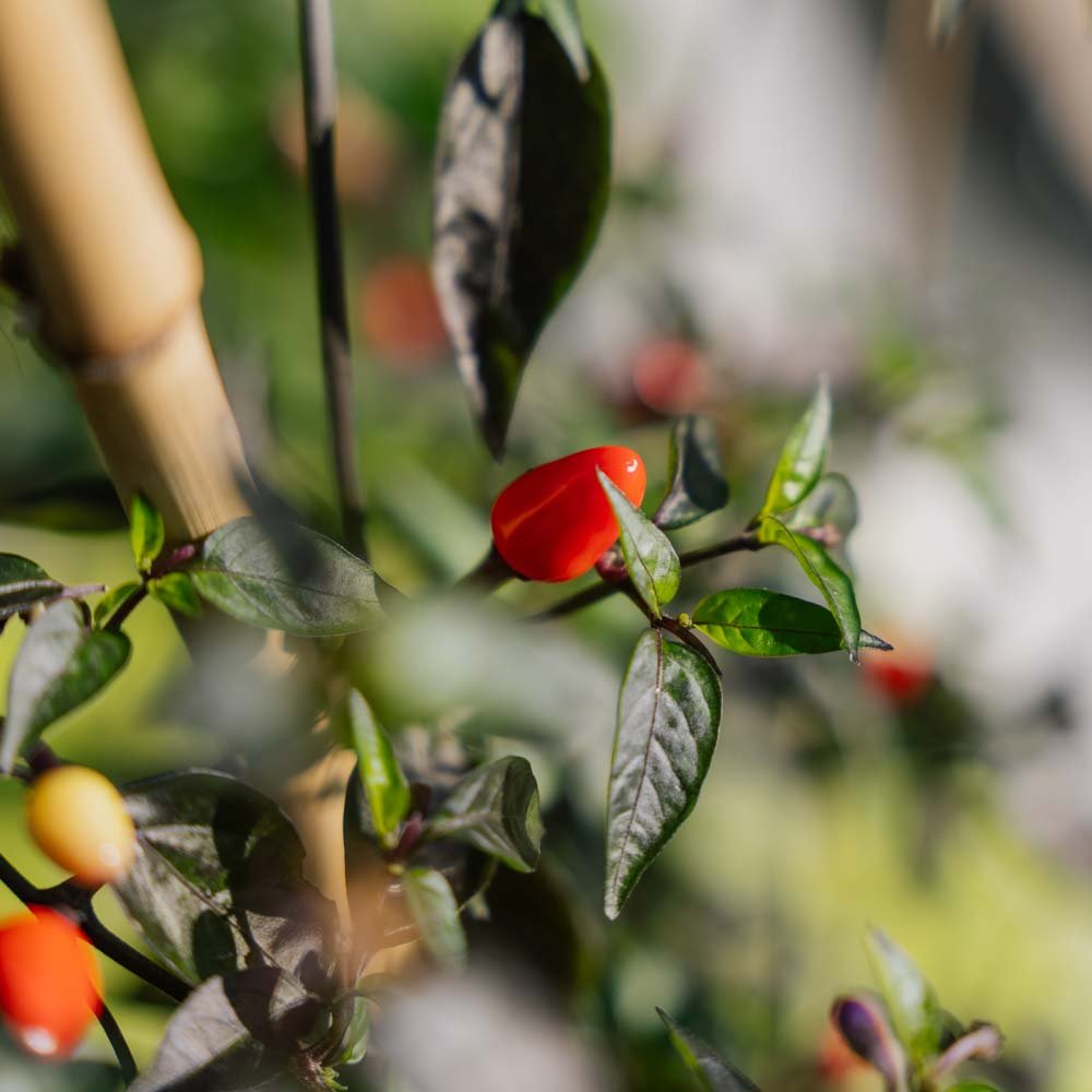 Chilifrø 'Lila luzi' - 5 Økologiske Frø