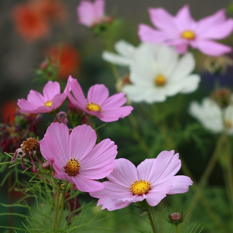 Cosmos frø 'Garden Cosmos' - 80 Økologiske Frø