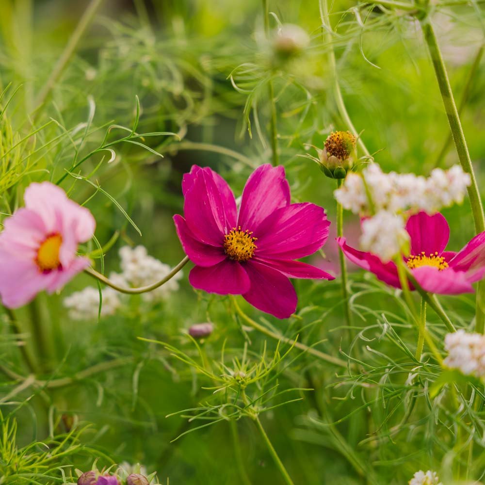 Cosmos frø 'Garden Cosmos' - 80 Økologiske Frø
