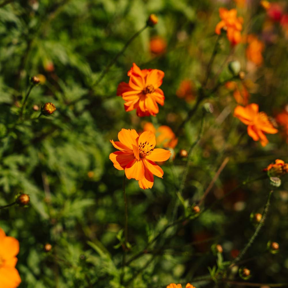 Cosmos frø 'Sulfur Cosmos' - 80 Økologiske Frø