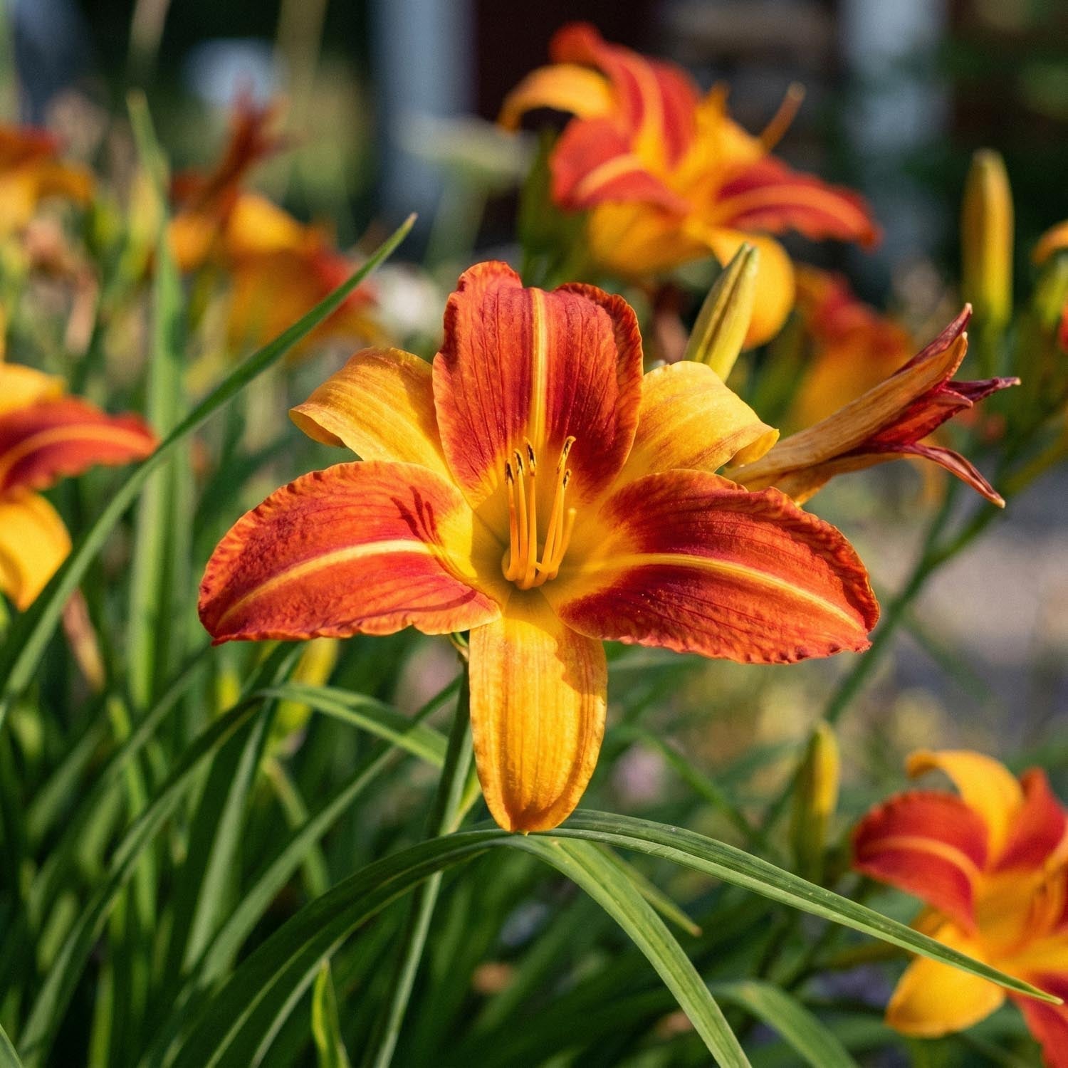 Daglilje, Hemerocallis 'Frans Hals'