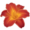 Daglilje barrodsplanter / Hemerocallis