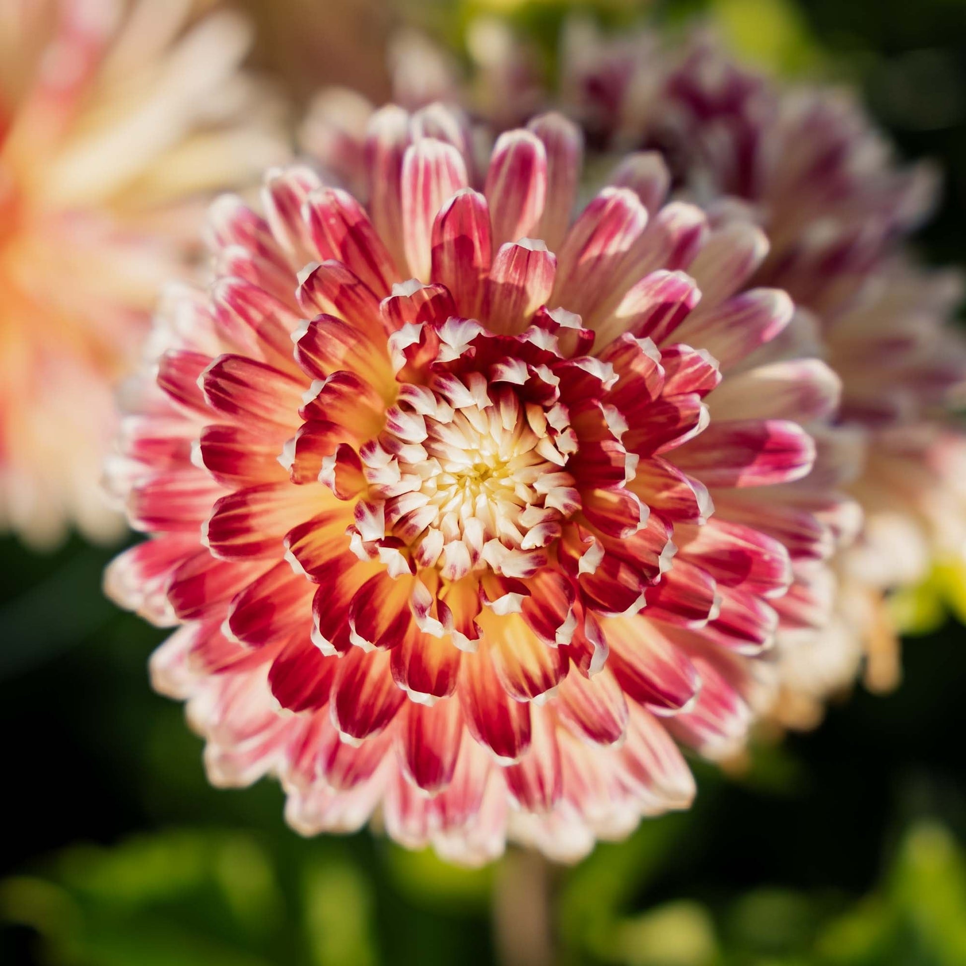 Dahlia 'Akita'