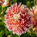 Dahlia 'Akita'