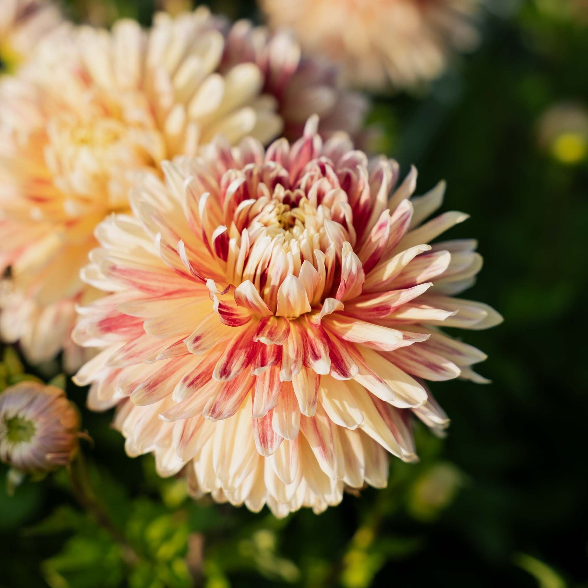 Dahlia 'Akita'