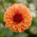 Dahlia 'American Sunset'