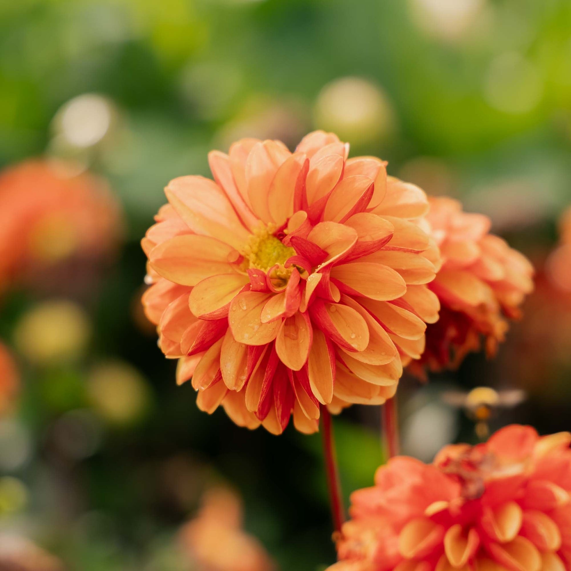 Dahlia 'American Sunset'