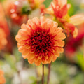 Dahlia 'American Sunset'