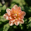 Dahlia 'Apricot Desire'