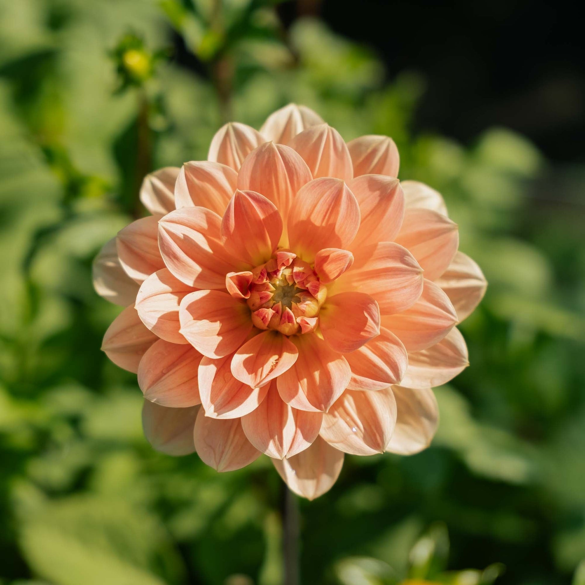 Dahlia 'Apricot Desire'