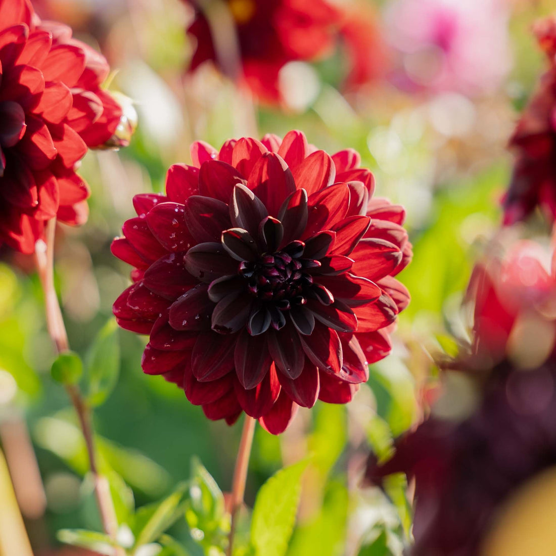 Dahlia 'Arabian Night'