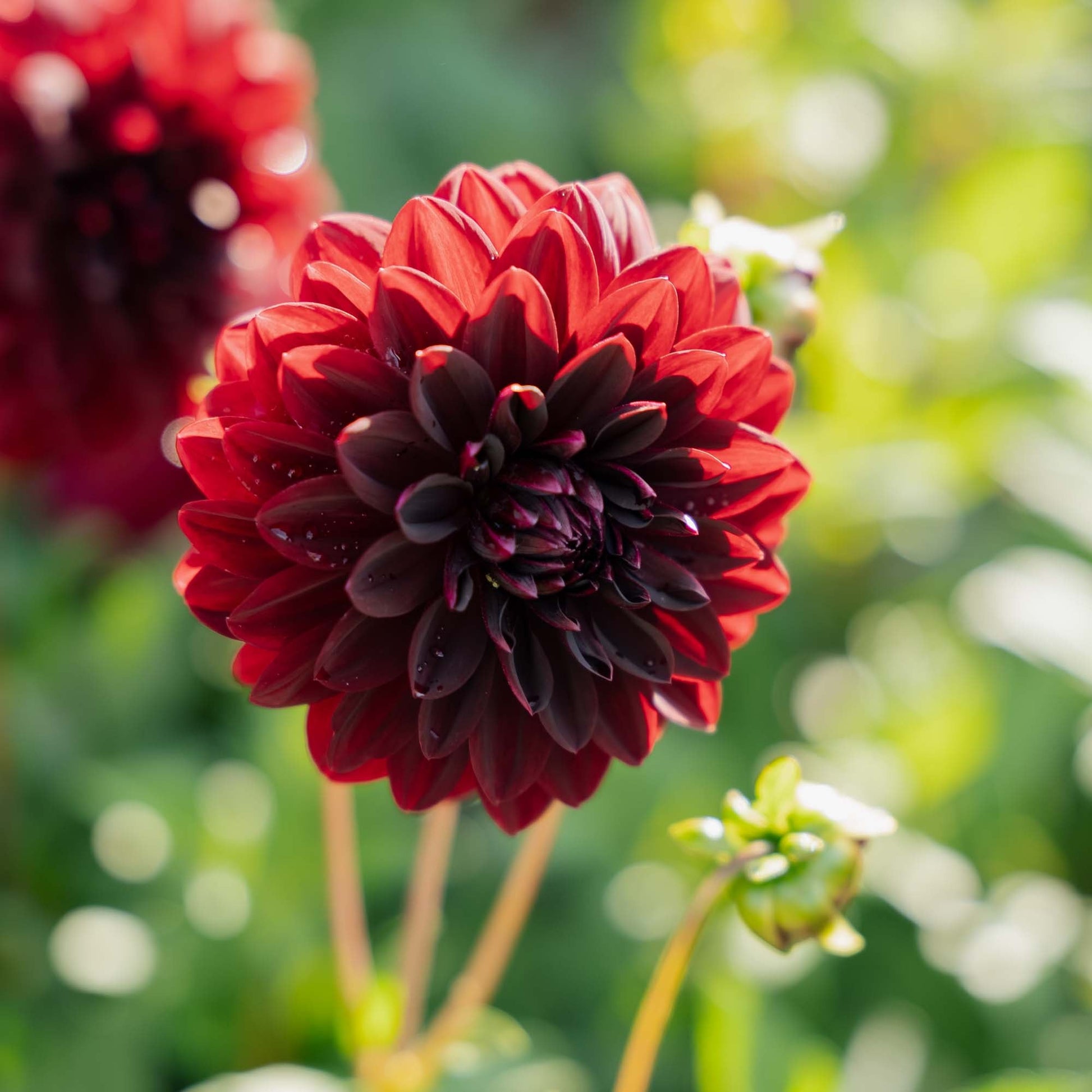 Dahlia 'Arabian Night'