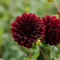 Dahlia 'Arabian Night'