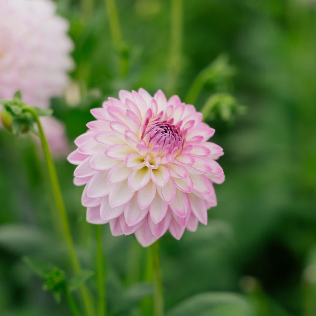 Dahlia 'Arbatax'