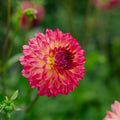 Dahlia 'Armateras'