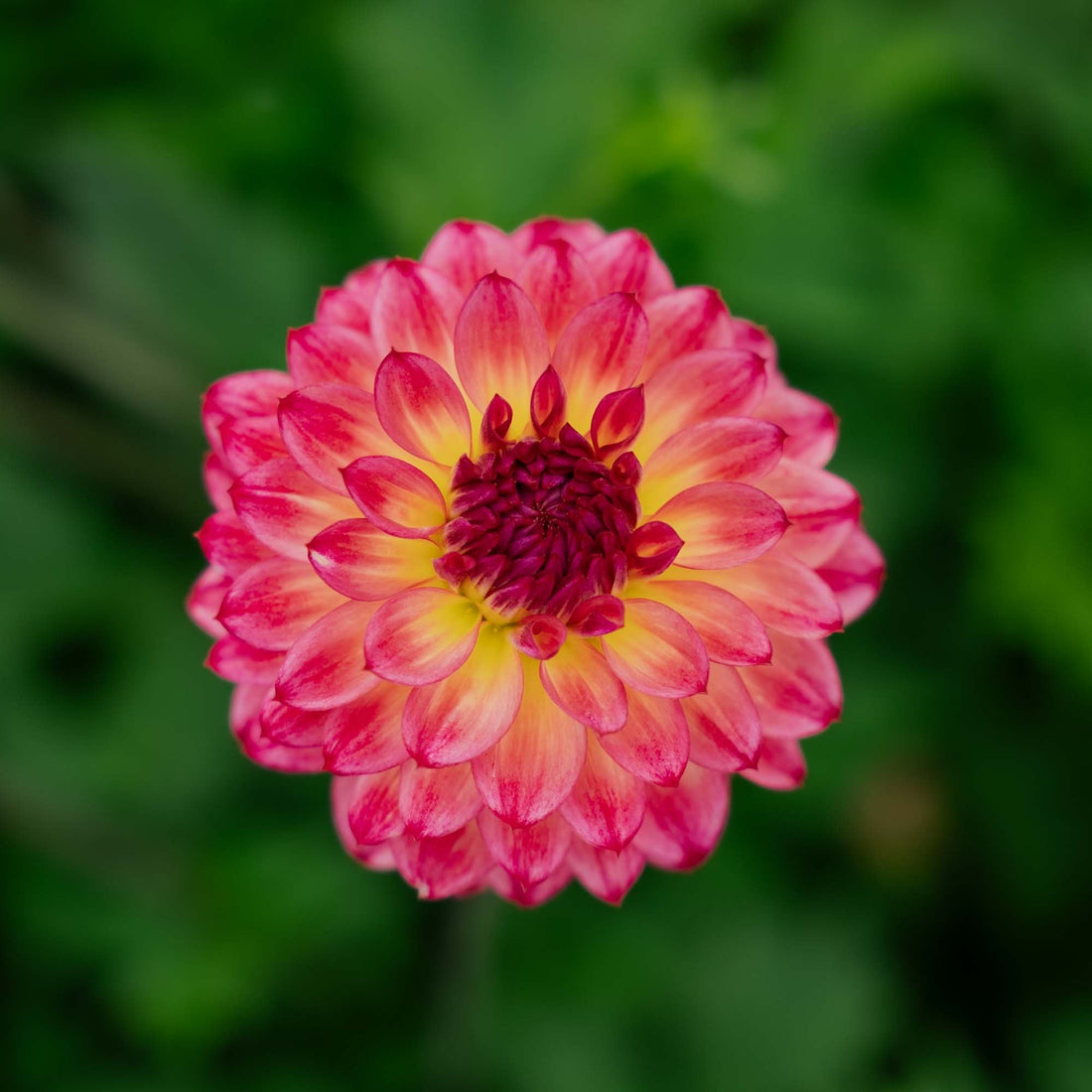 Dahlia 'Armateras'