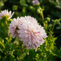 Dahlia 'Avignon'