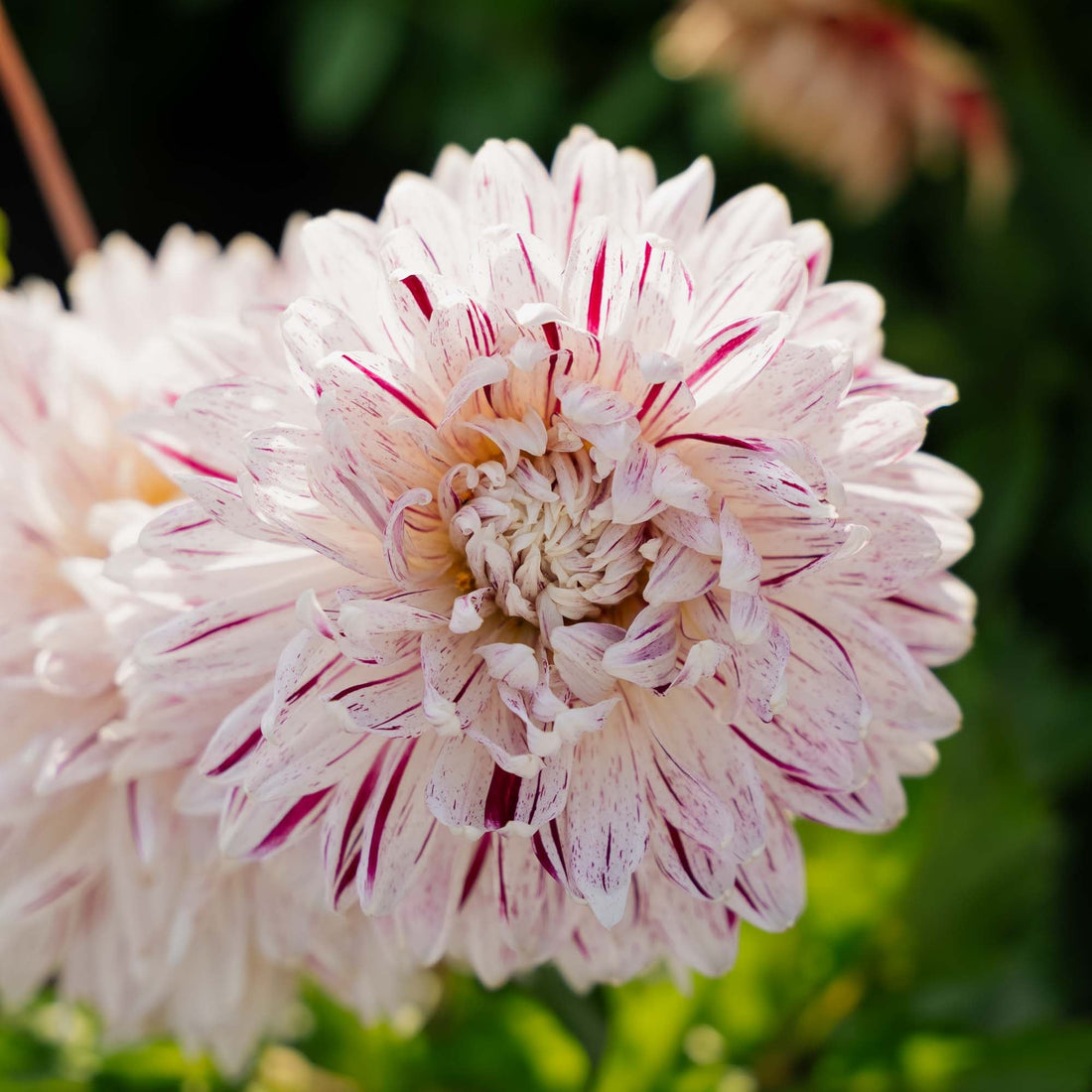 Dahlia 'Avignon'