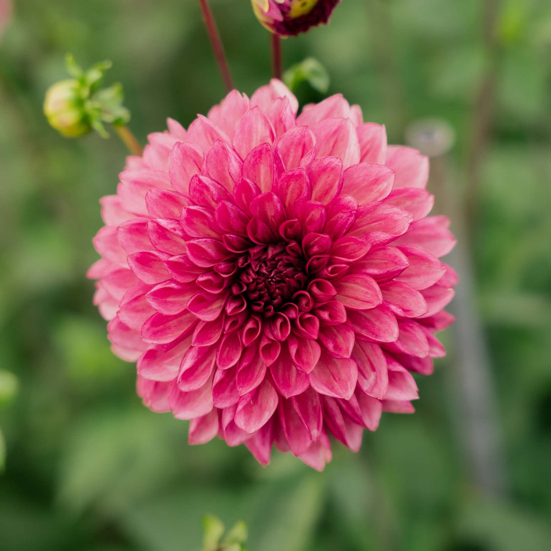 Dahlia 'Bacardi'