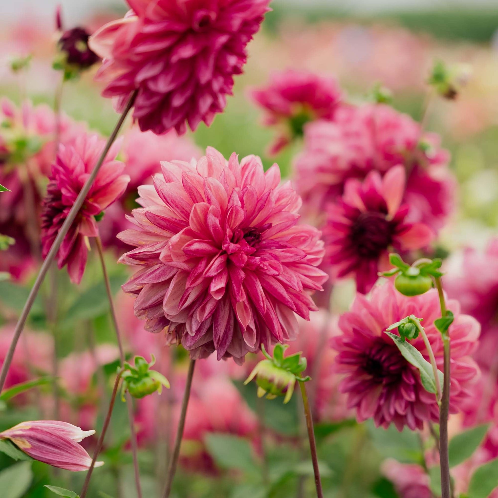 Dahlia 'Bacardi'