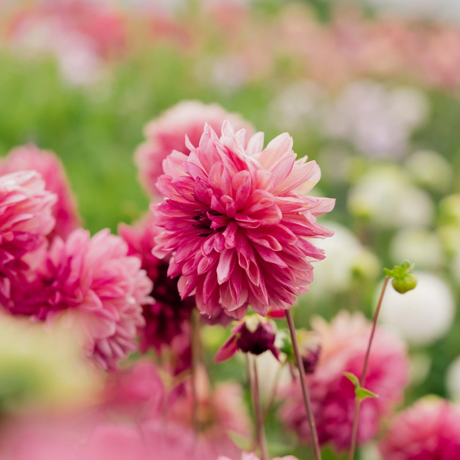 Dahlia 'Bacardi'