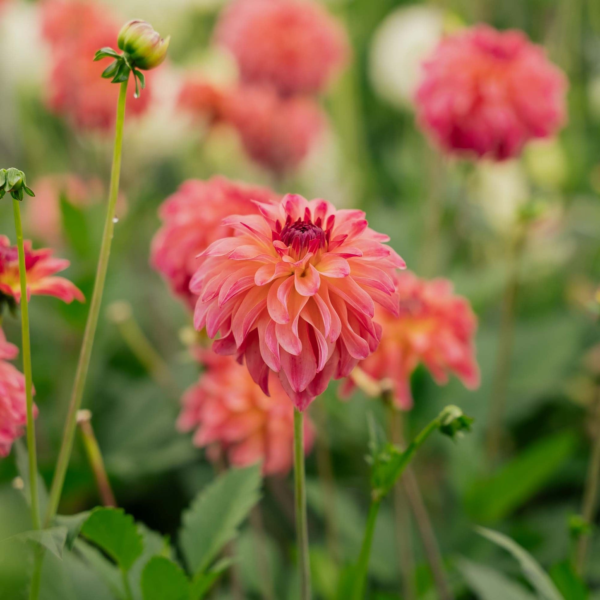 Dahlia 'Belfloor'