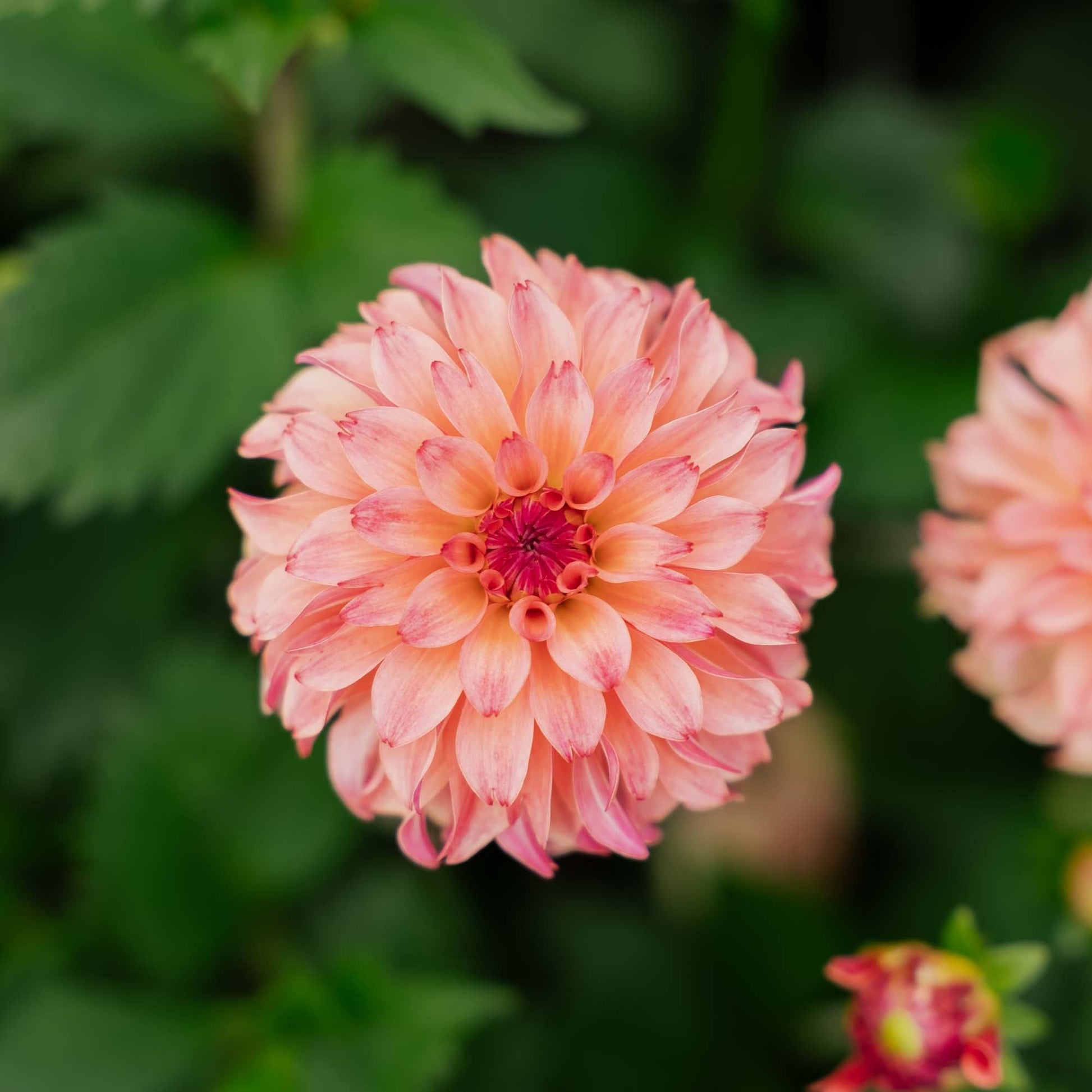 Dahlia 'Belfloor'