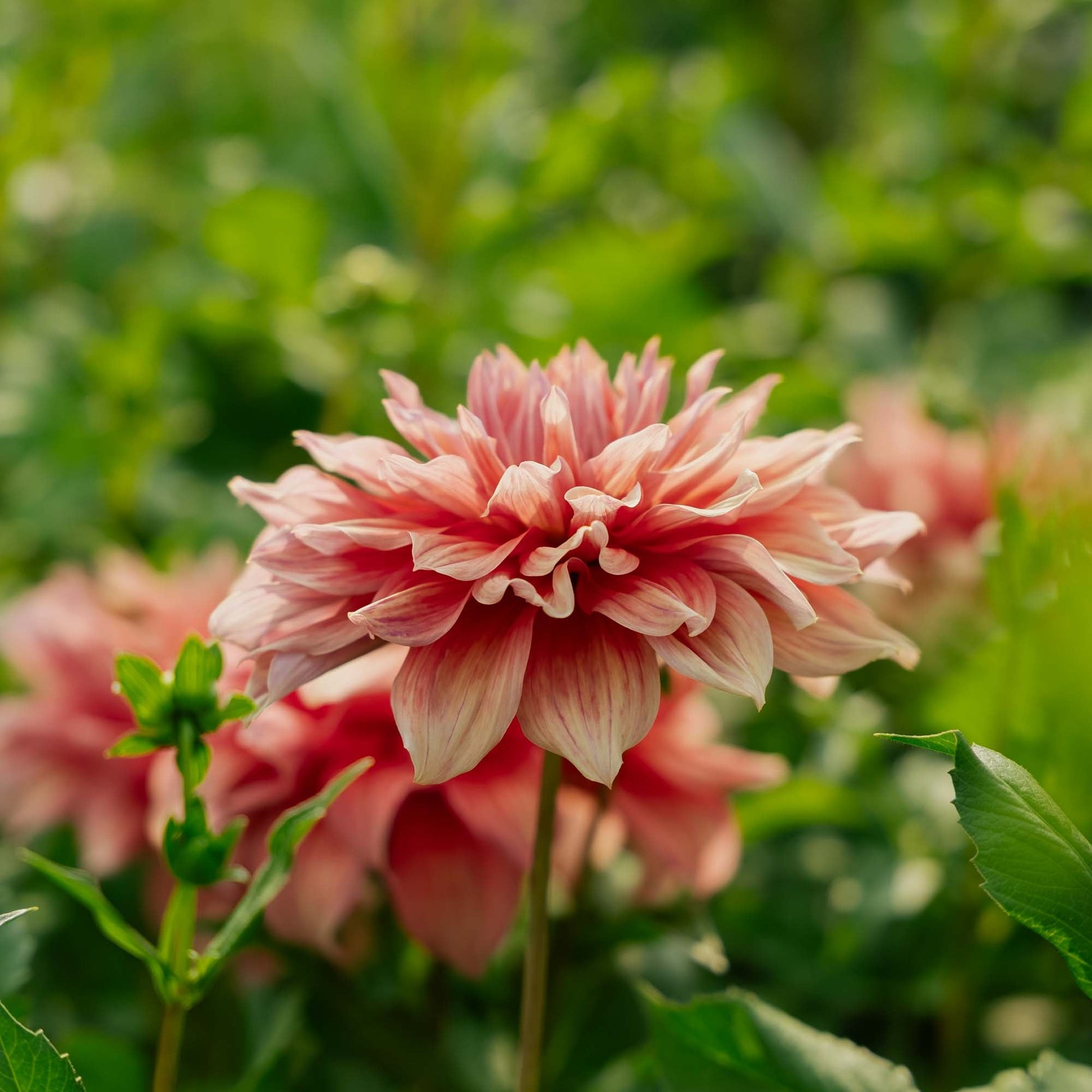 Dahlia 'Belle of Barmera'