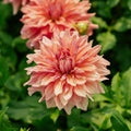 Dahlia 'Belle of Barmera'