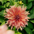 Dahlia 'Belle of Barmera'