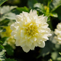 Dahlia 'Berliner Lemon'