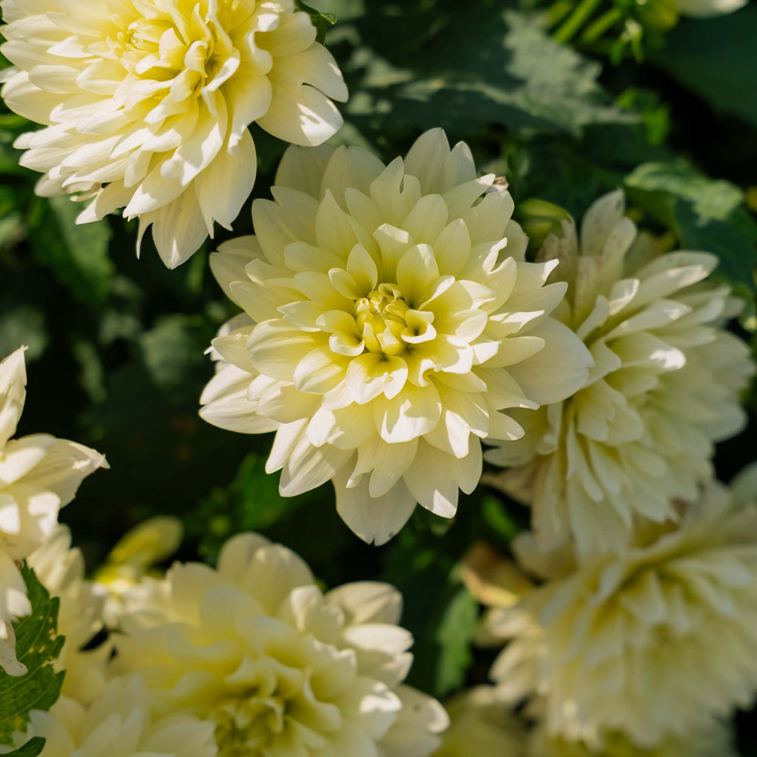 Dahlia 'Berliner Lemon'