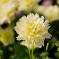 Dahlia 'Berliner Lemon'