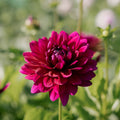 Dahlia 'Berner Oberland'