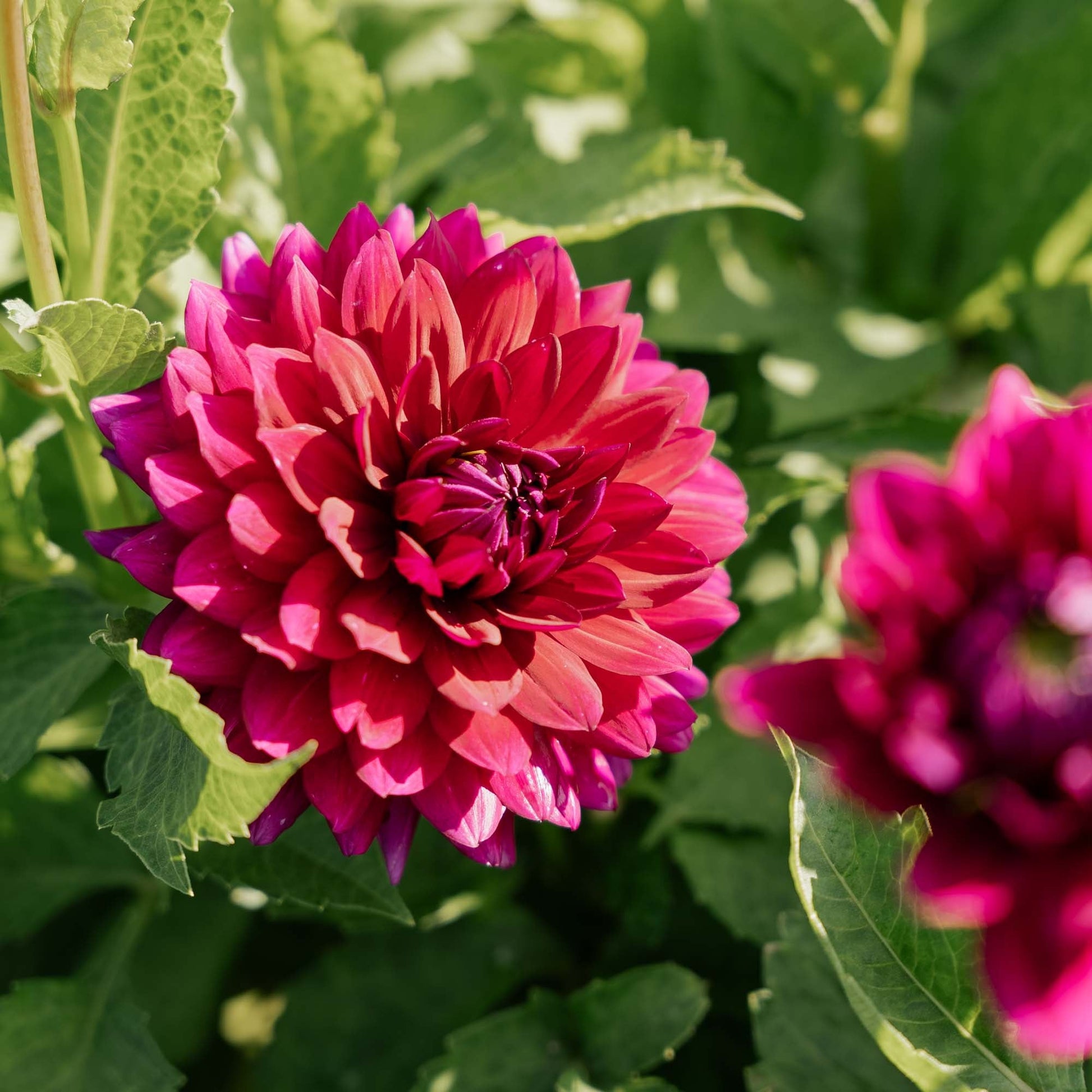 Dahlia 'Berner Oberland'