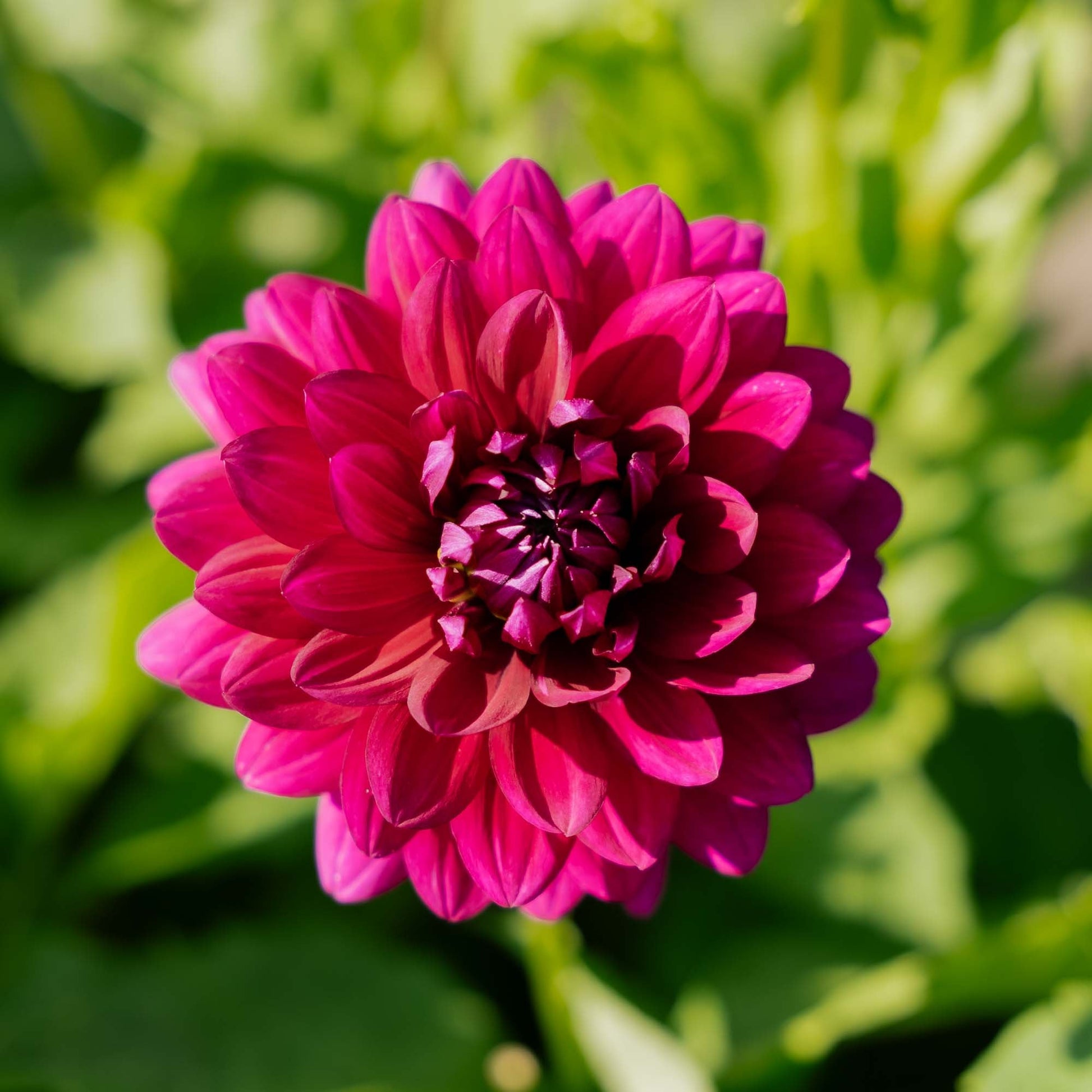 Dahlia 'Berner Oberland'