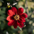 Dahlia 'Bishop of Auckland'