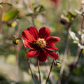 Dahlia 'Bishop of Auckland'