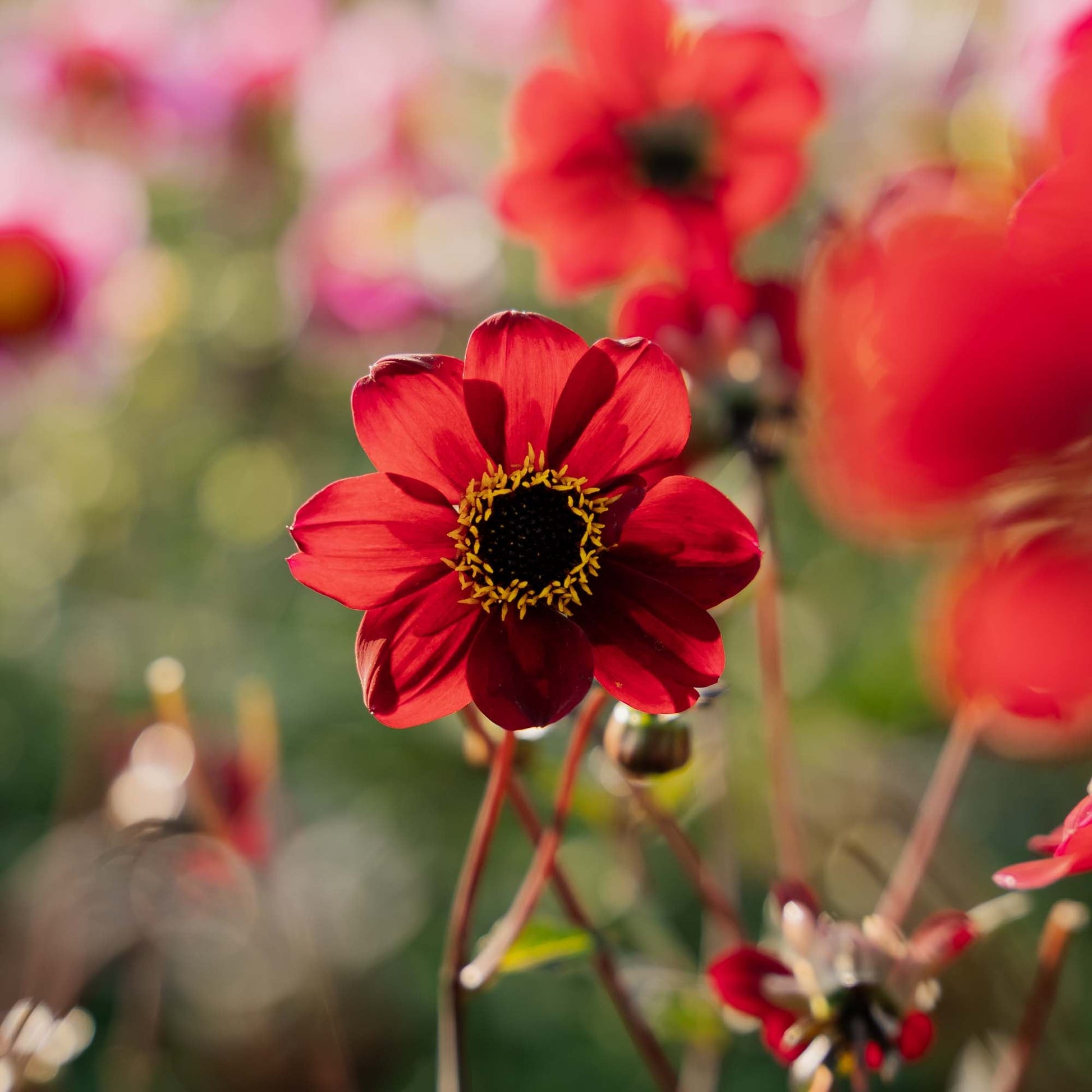 Dahlia 'Bishop of Auckland'