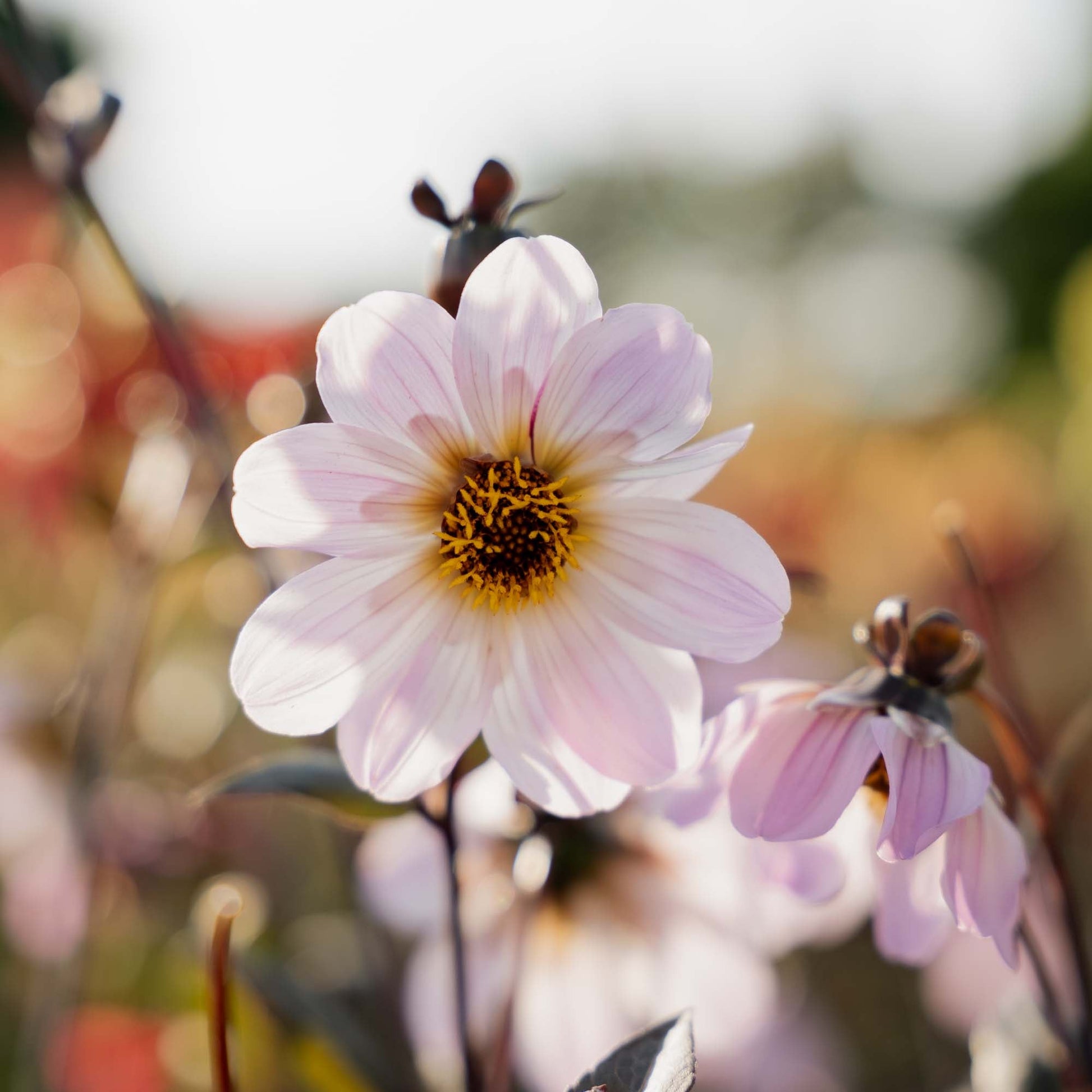 Dahlia 'Bishop of Dover'